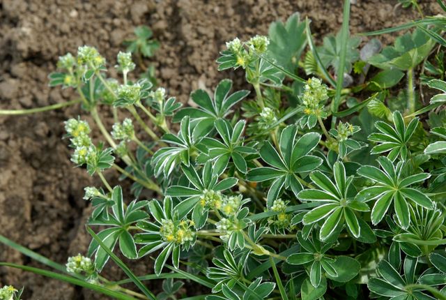 Datei:Heilpflanze Alpen-Silbermantel DSC 2959.jpg