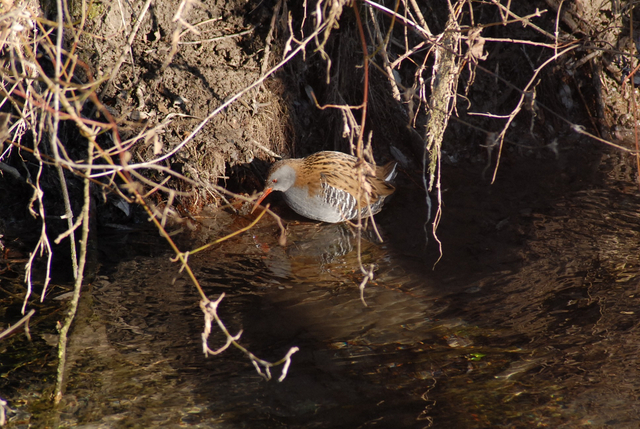 Datei:Rallus aquaticus (Rallidae - Rallen, Wasserhühner) - Wasserralle DSC 0005.jpg