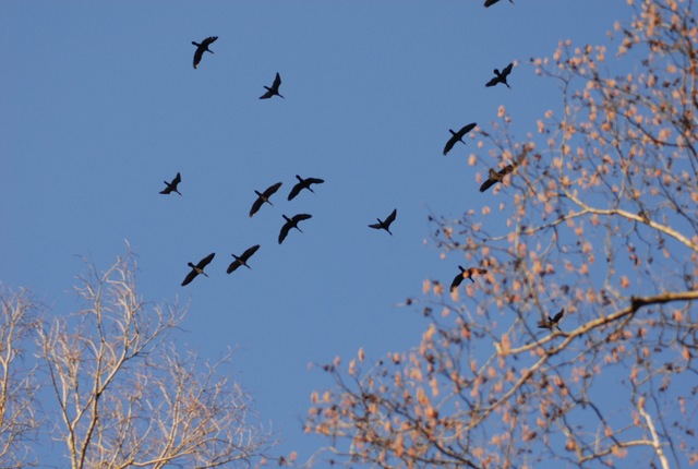 Datei:Satteins, Kormoranschwarm über der Fischzucht ESC 0990 .jpg