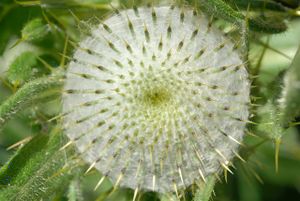 Die sehr seltene Woll-Kratzdistel