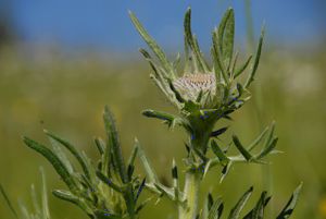 Die sehr seltene Woll-Kratzdistel
