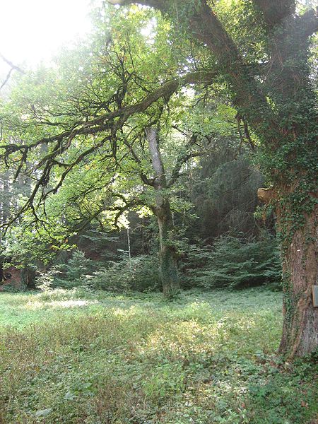 Datei:Brandnertal Kaiser Eichen.jpg