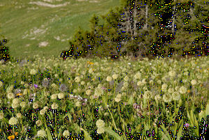 Bergwiese am Hochgerach