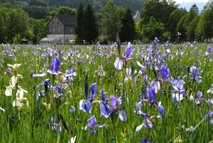 Schwertlilienwiese mit Albinos