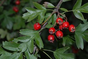 Heilpflanze Weißdorn