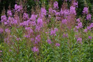 Heilpflanze Weidenröschen