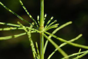 Heilpflanze Acker-Schachtelhalm