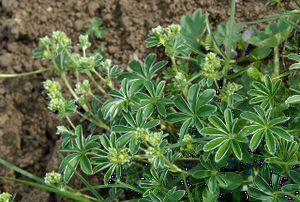 Heilpflanze Alpen-Silbermantel
