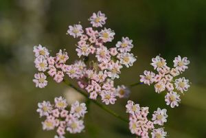 Heilpflanze Echt-Kümmel