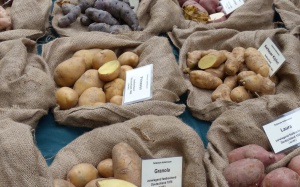 Kartoffelvielfalt2-001.jpg