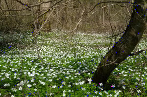 Auwald mit Buschwindröschen bei Frastanz