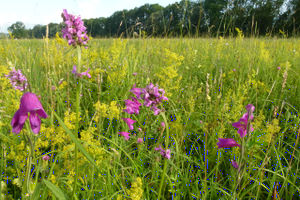 Gladiolenfeuchtwiese bei Beschling