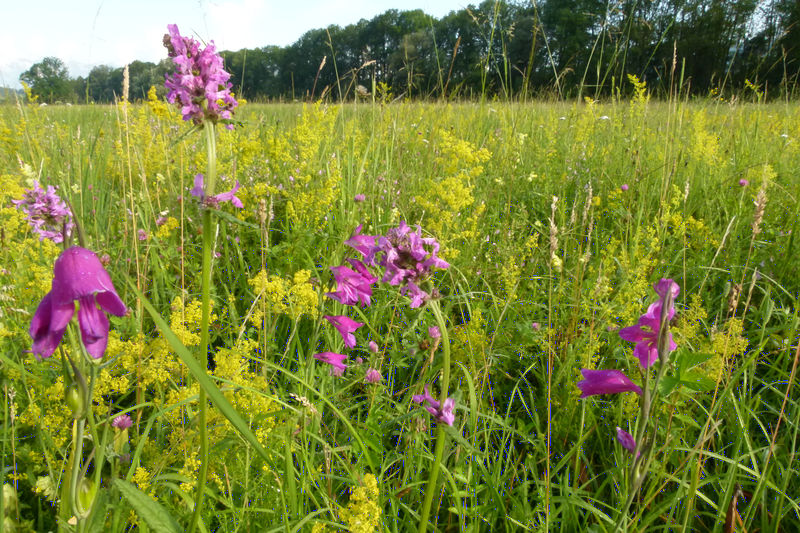 Datei:P1020676 Gladiolensumpfwiese bei Beschling.jpg