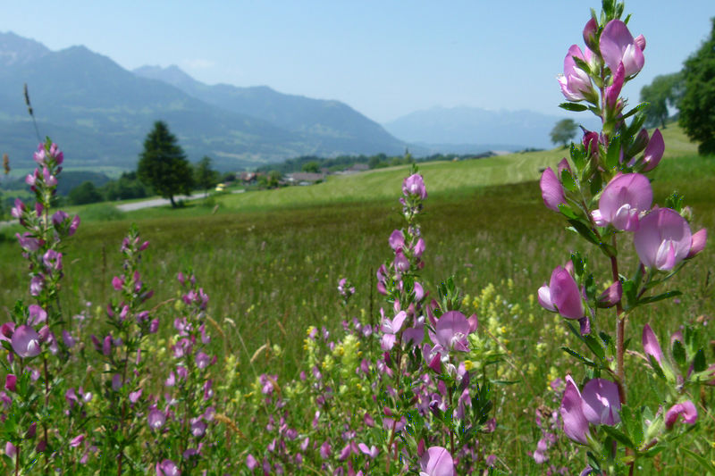 Datei:P1060891 Düns-Wiese.jpg