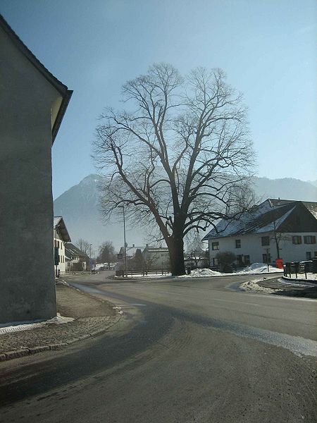 Datei:Schlins Dorflinde.jpg